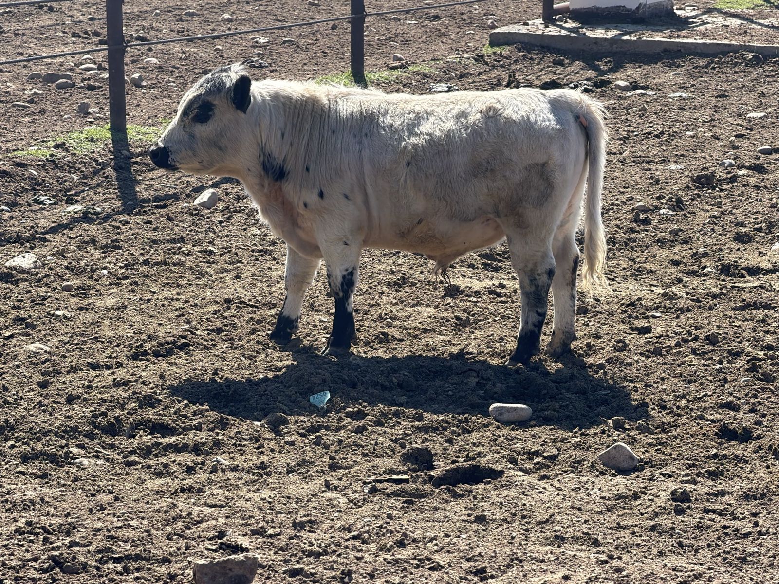 Purebred white mini bull