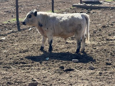 Purebred white mini bull