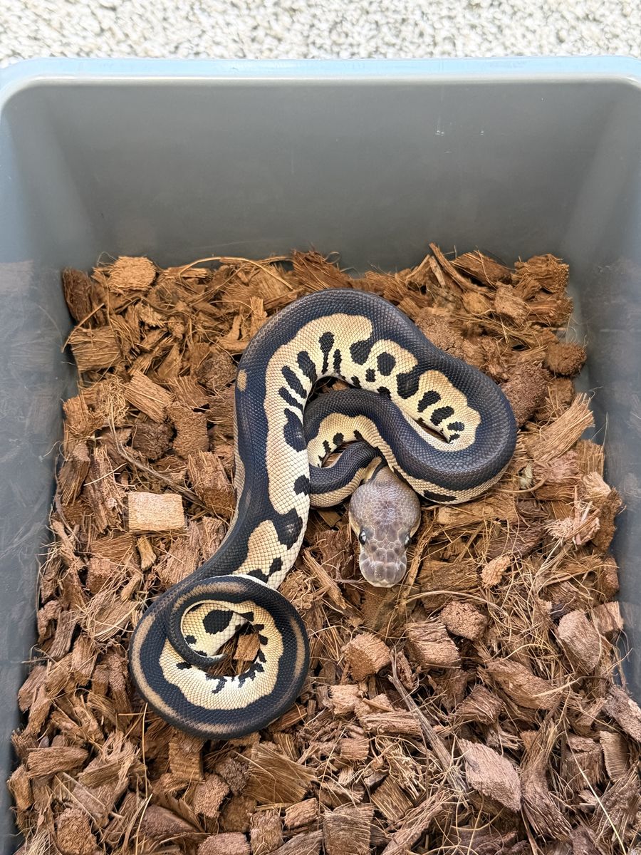 Chocolate Cinnamon Leopard Clown Het VPI Axanthic