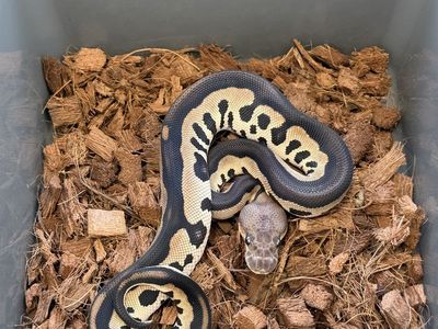 Chocolate Cinnamon Leopard Clown Het VPI Axanthic