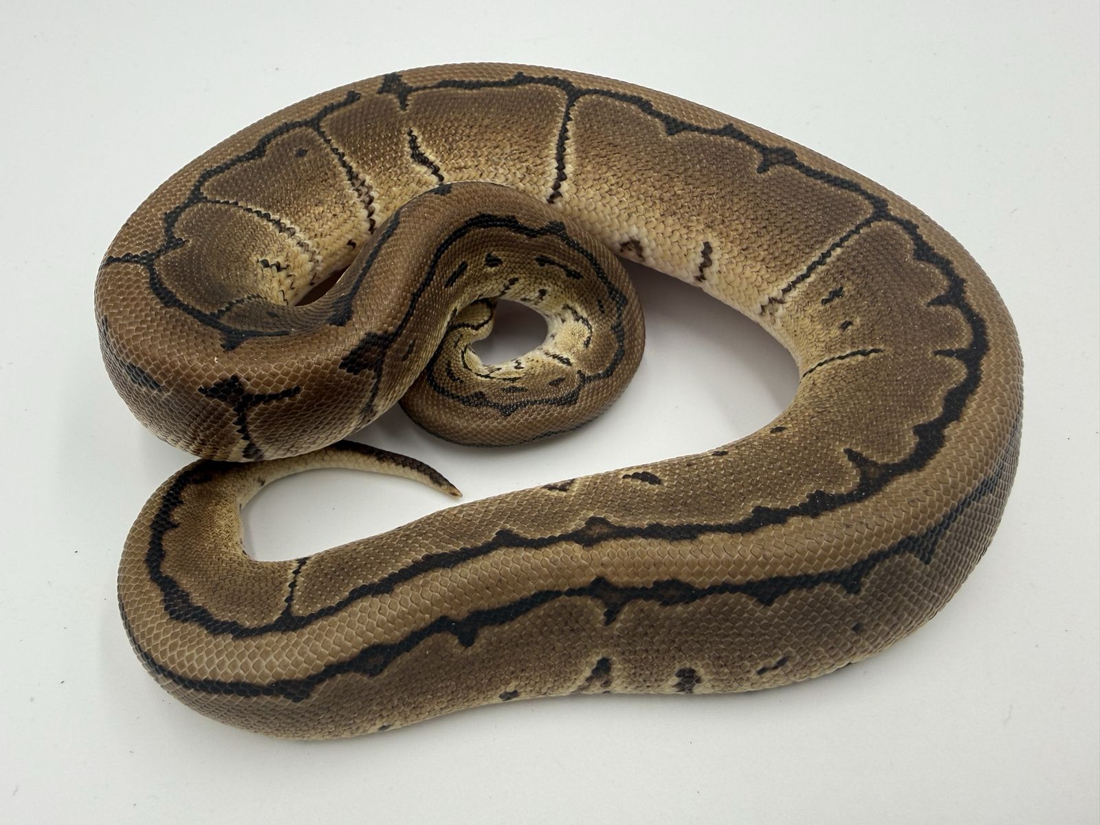 Female: Pinstripe DH DG Pied 50% DH VPI Gstripe