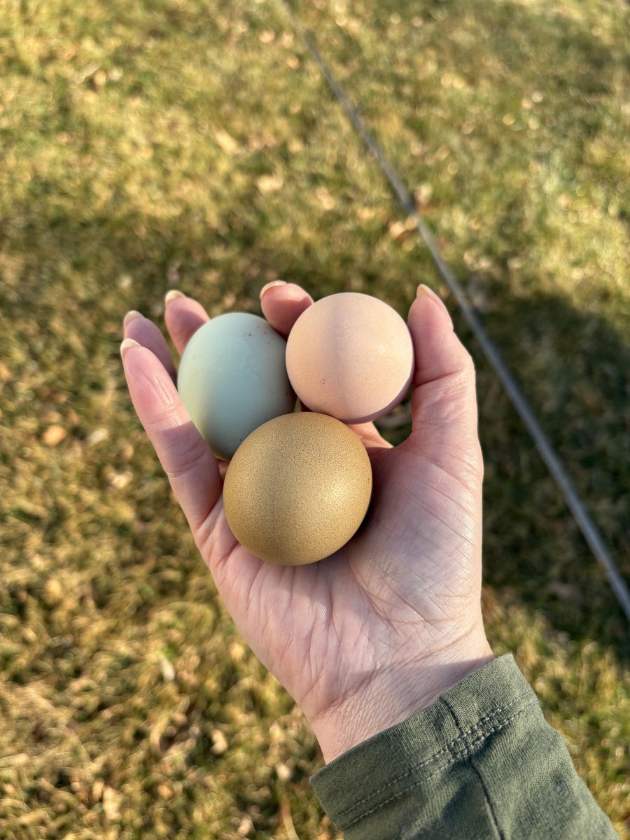 Laying Hens 3-4 Years Old - Light Brahma, Olive Egger, Welsummer