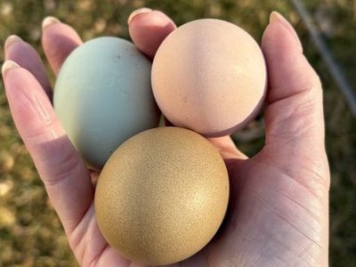 Laying Hens 3-4 Years Old - Light Brahma, Olive Egger, Welsummer