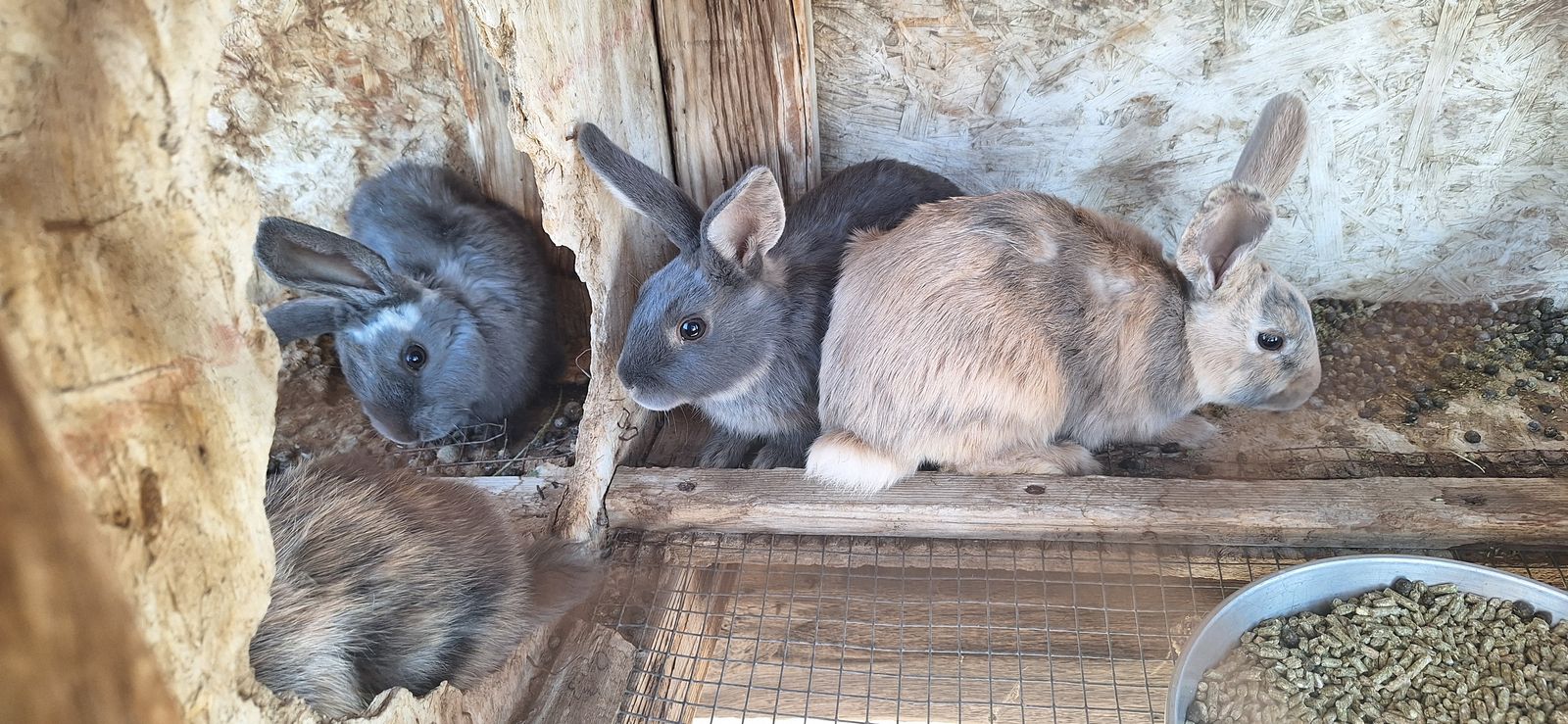 Rabbits and Bunnies