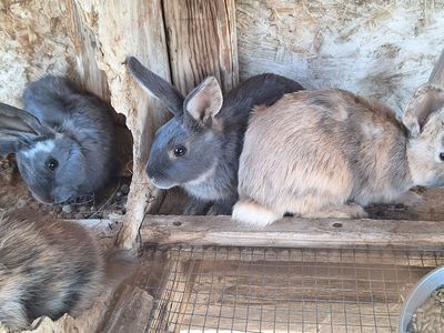 Rabbits and Bunnies