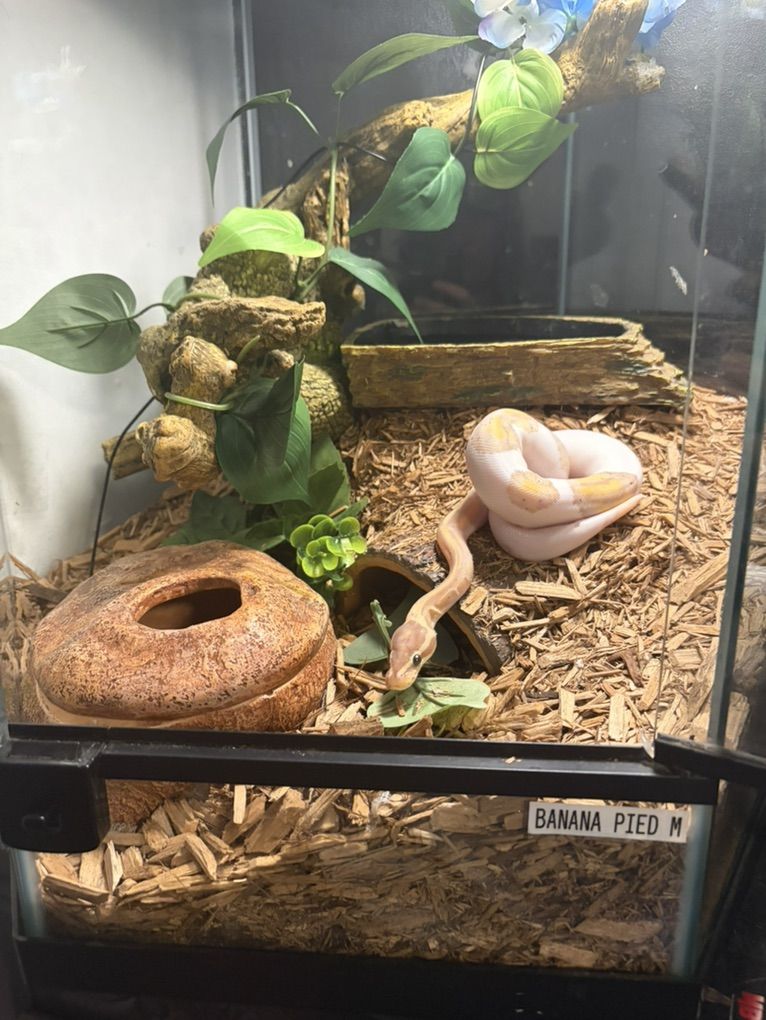 Baby Banana Pied Ball Python w/ Setup +FUTURE TANK
