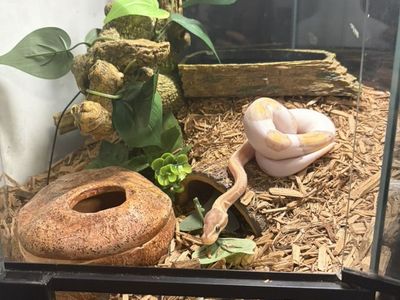 Baby Banana Pied Ball Python w/ Setup +FUTURE TANK