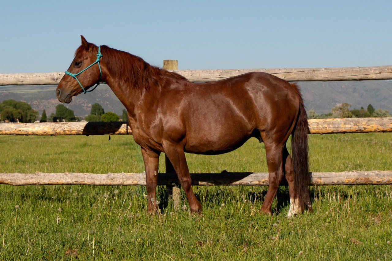 aqha sorrel mare.