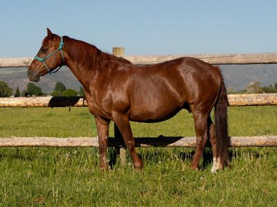 aqha sorrel mare.
