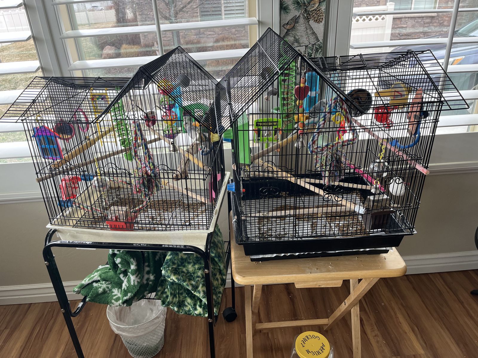 Parakeets for Sale