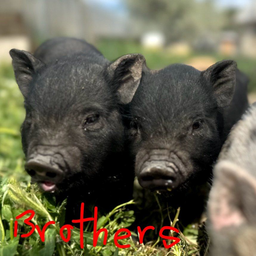 Mini Pig Piglets for sale! 8 weeks old. Potbelly/J