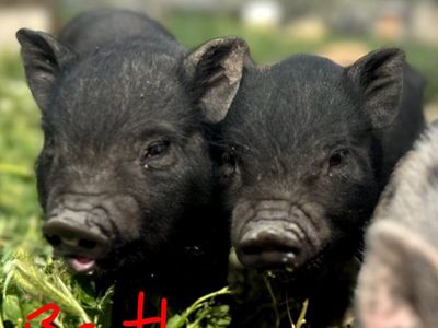 Mini Pig Piglets for sale! 8 weeks old. Potbelly/J