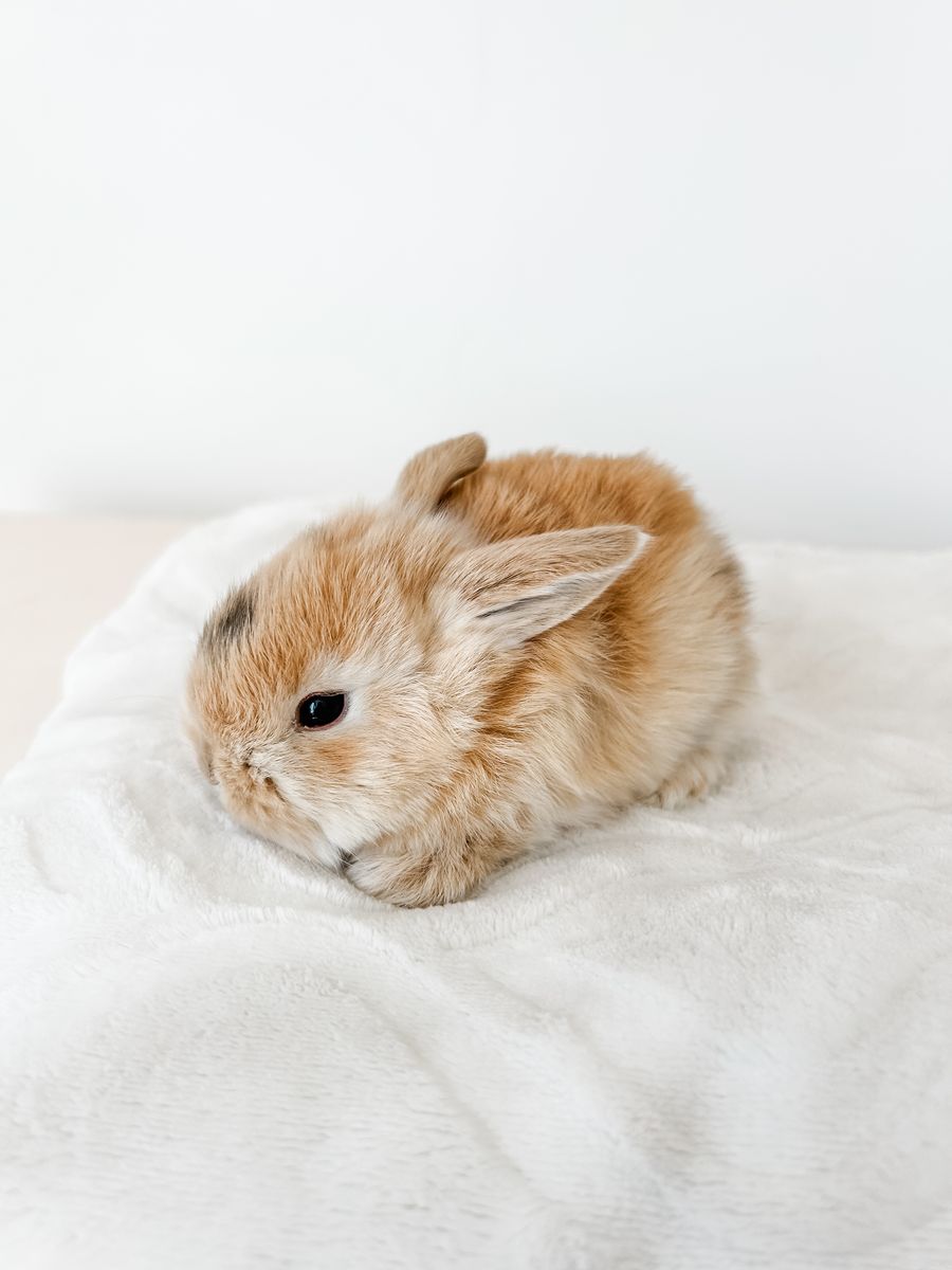 Darling Easter Holland Lops