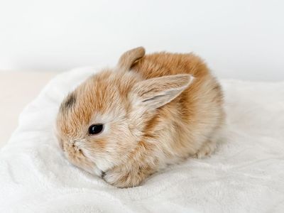 Darling Easter Holland Lops