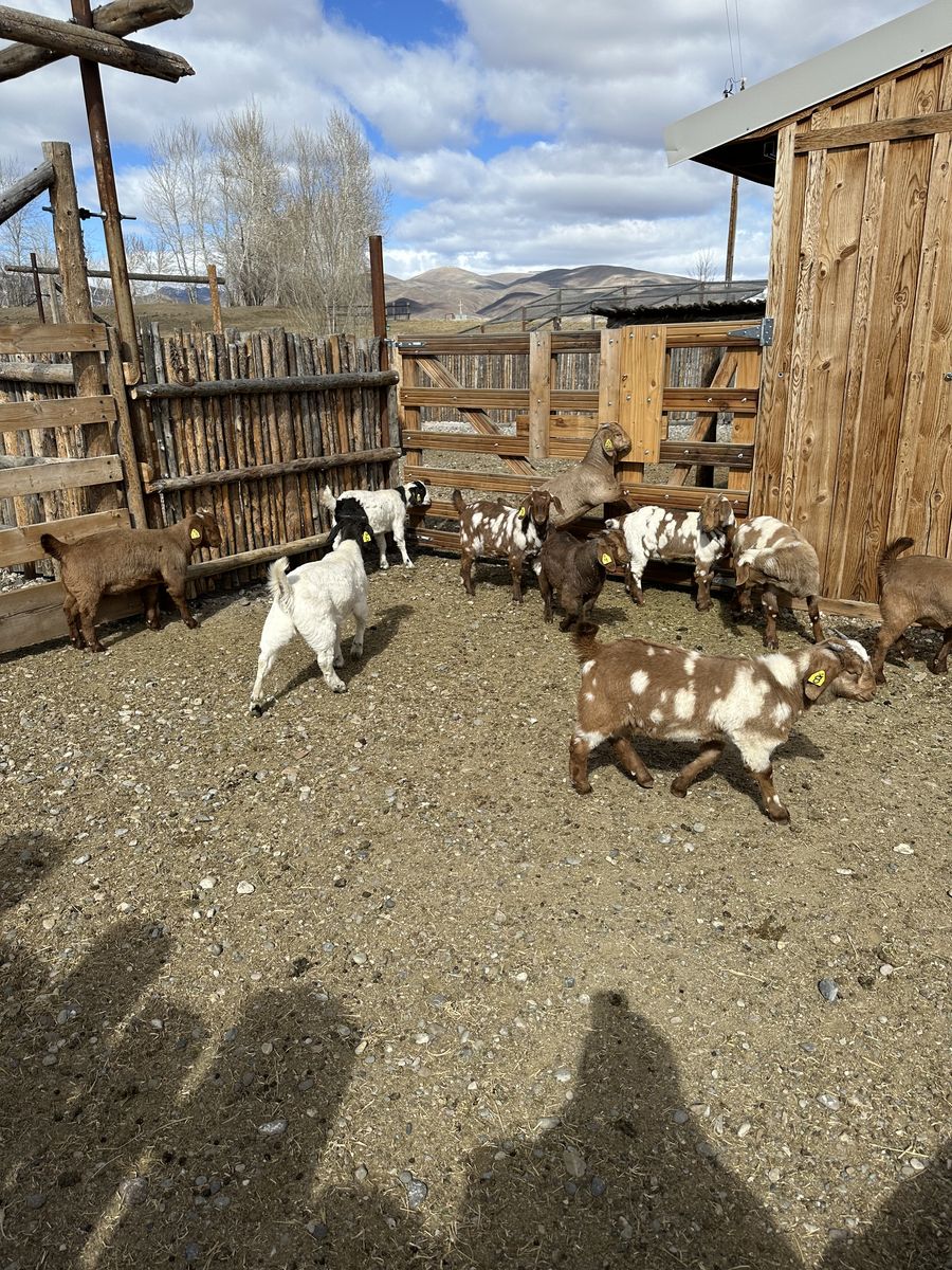 Boer Goats