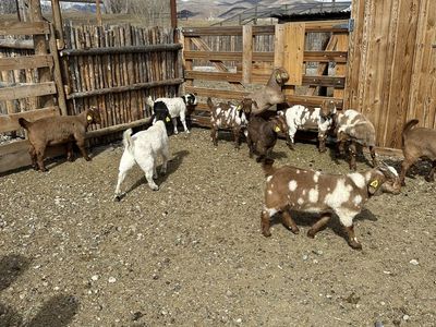 Boer Goats