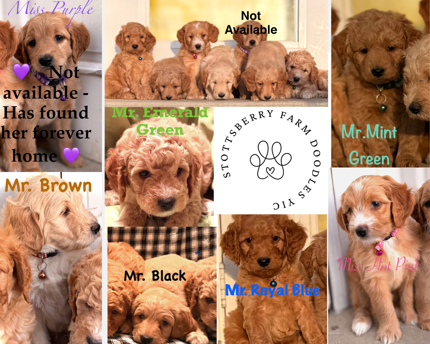 REDUCED / ONLY 3 LEFT! - MINI F2 Goldendoodle Puppies  - Potty/Crate training READY FOR HOME!