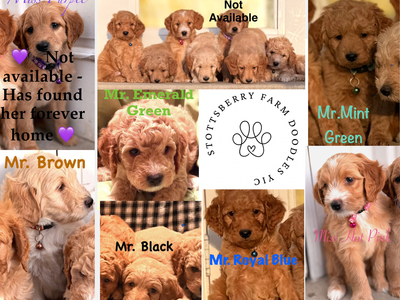 REDUCED / ONLY 3 LEFT! - MINI F2 Goldendoodle Puppies - Potty/Crate training READY FOR HOME!