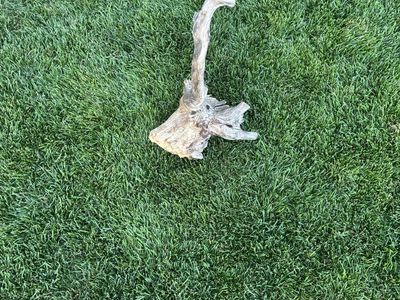 drift wood