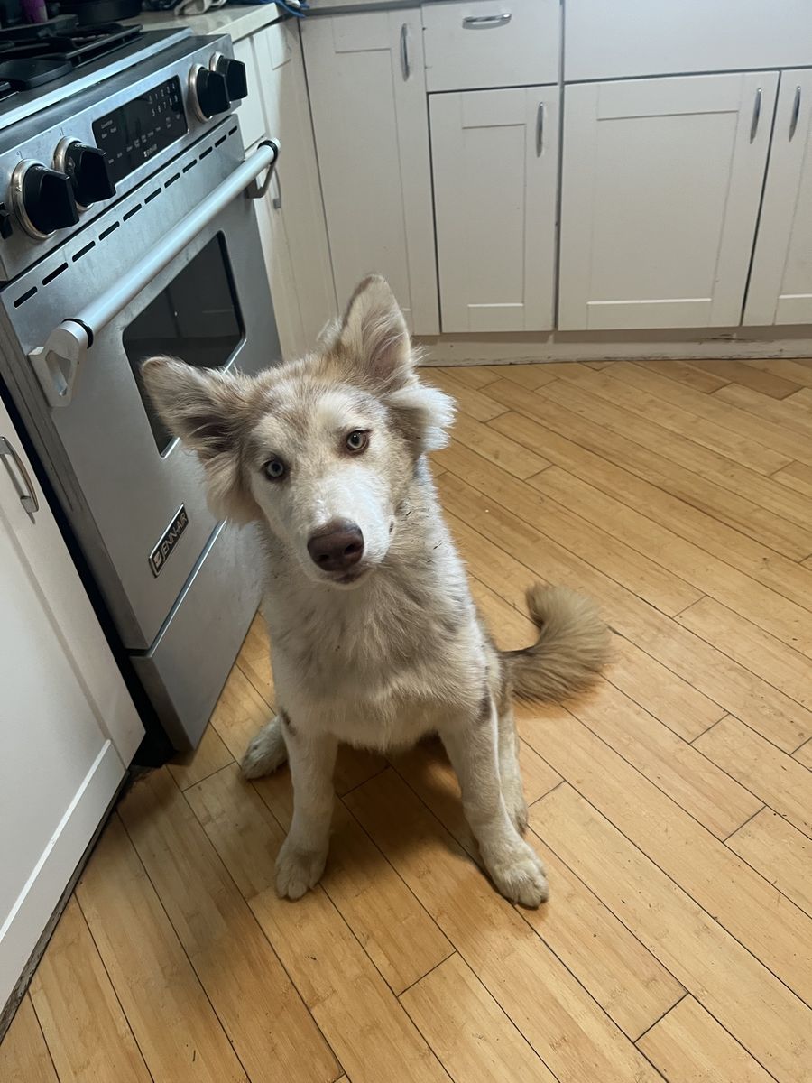 Purebred Malamute pup/NOT Siberian Husky