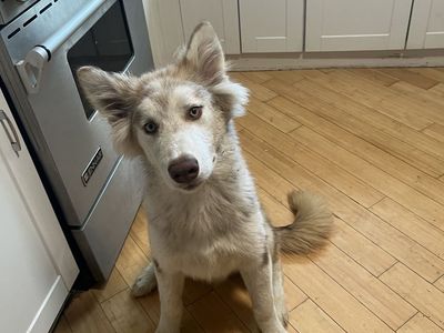 Purebred Malamute pup/NOT Siberian Husky