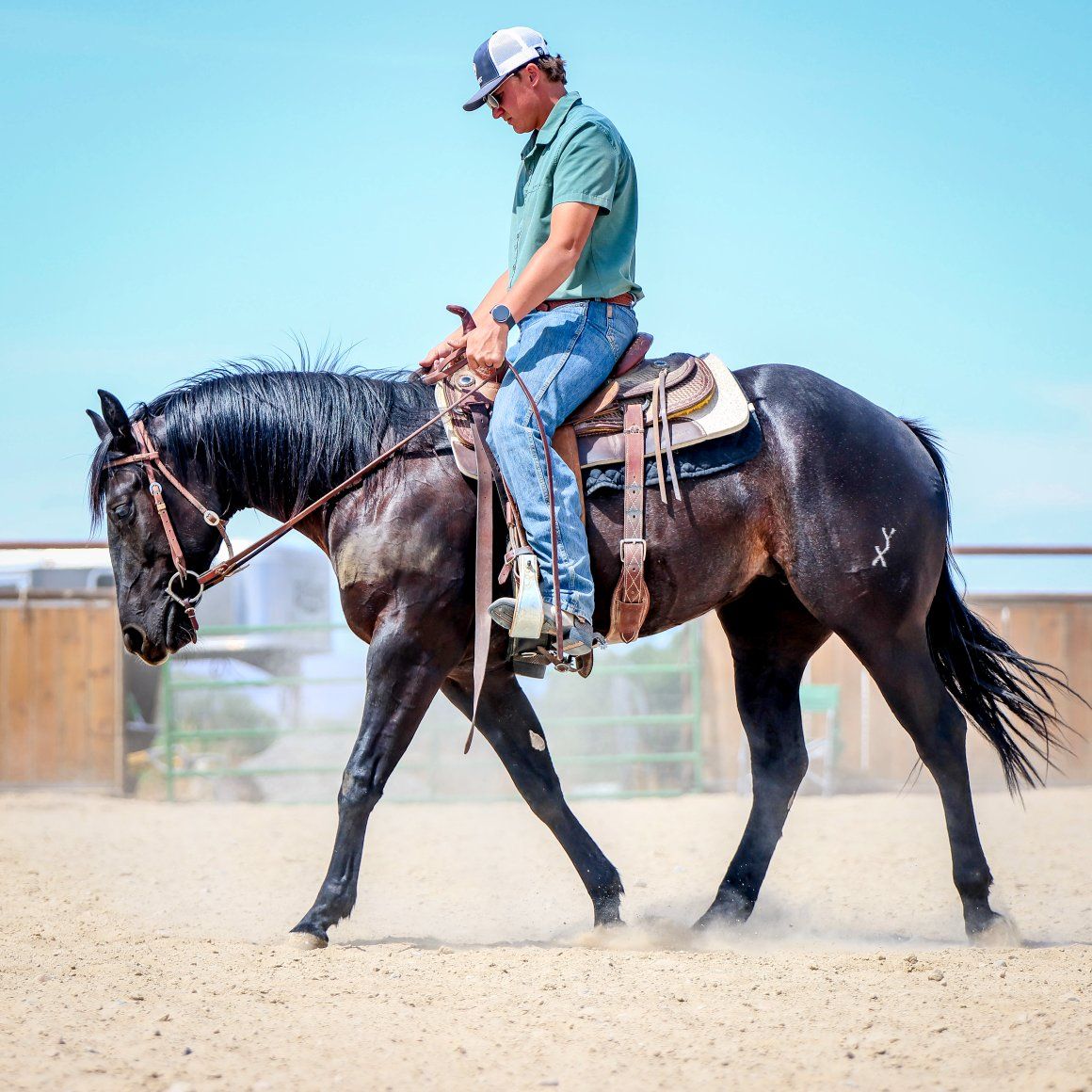 2024 A Vintage Smoke- Black Rabicano Mare