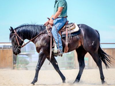 2024 A Vintage Smoke- Black Rabicano Mare