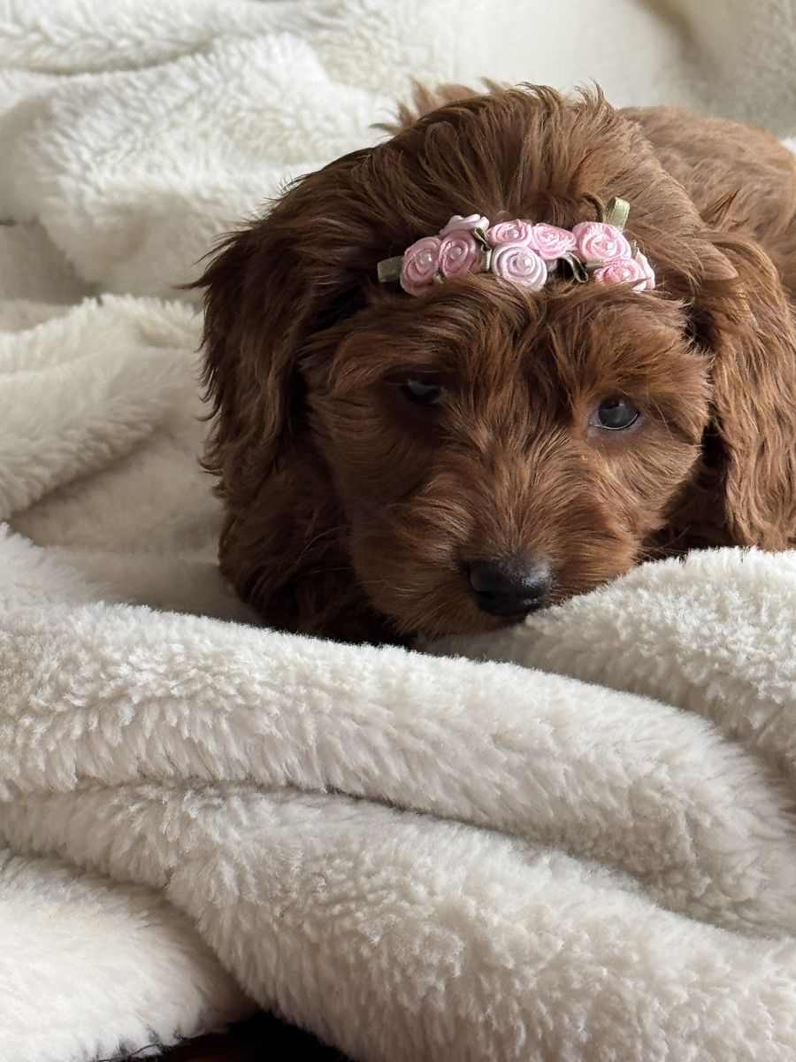 F1b Goldendoodle Female 1/2 Price For Quick Sale