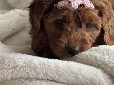 F1b Goldendoodle Female 1/2 Price For Quick Sale