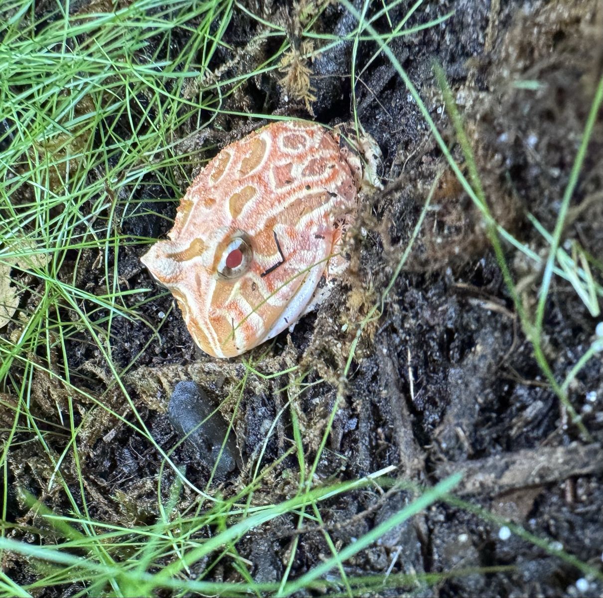 Strawberry Pacman Frog 