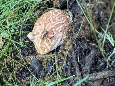 Strawberry Pacman Frog