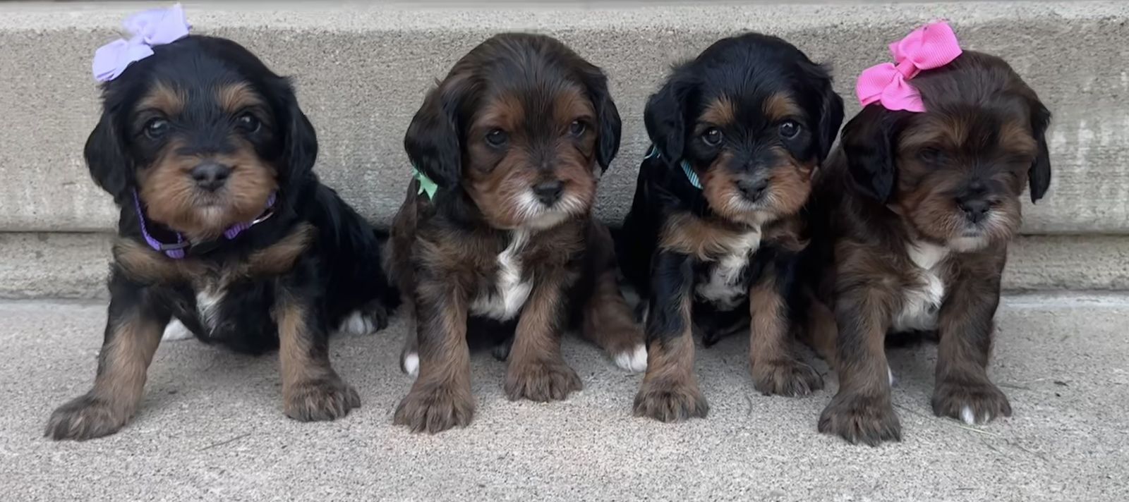 Adorable F1 Cavapoo Puppies