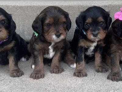 Adorable F1 Cavapoo Puppies