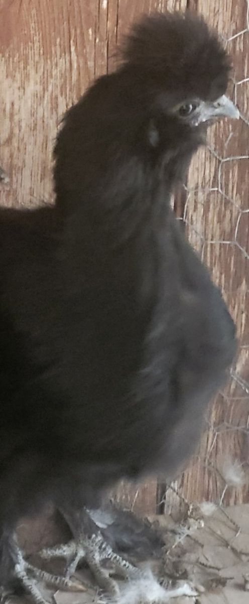 Silkie Chicken named moon