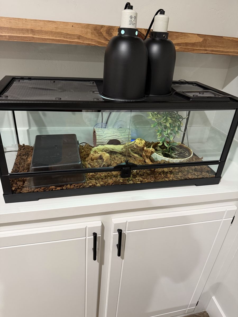 Terrarium setup and snake