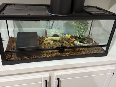 Terrarium setup and snake