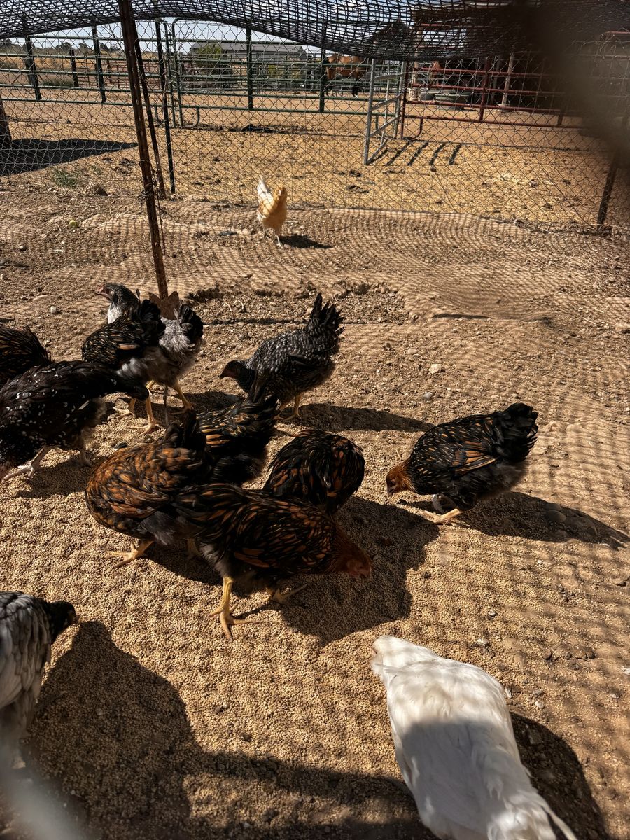Variety of Young Chickens for Sale - Healthy Flock for Your Farm or Backyard