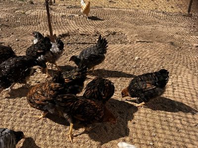 Variety of Young Chickens for Sale - Healthy Flock for Your Farm or Backyard