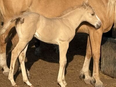 2025 APHA Palomino Filly