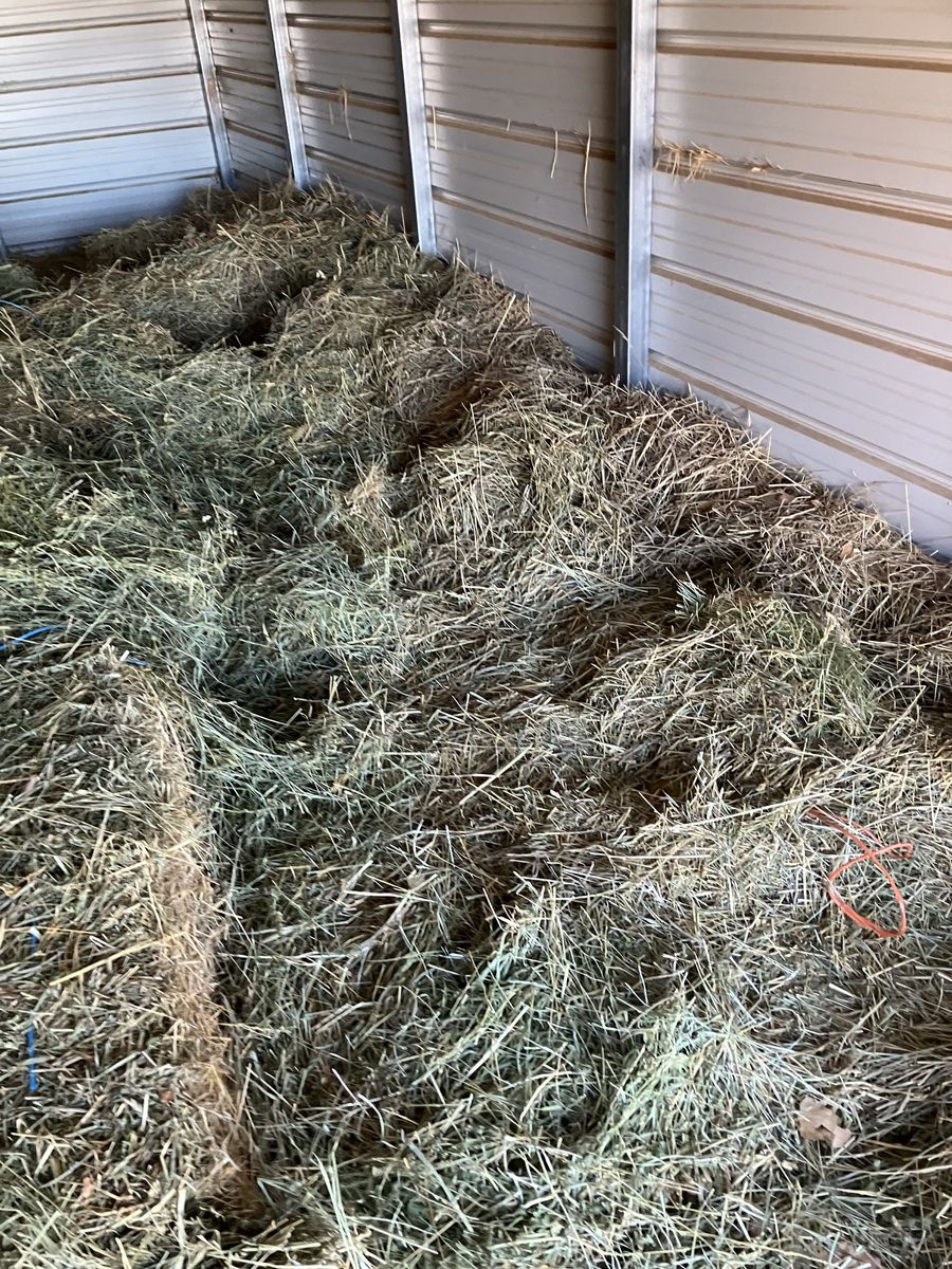 ALFLAFA HAY  Approximately 55 bales