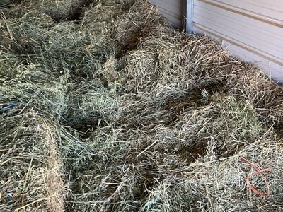 ALFLAFA HAY Approximately 55 bales