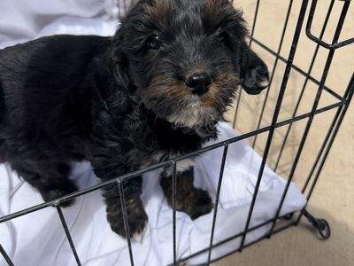 Adorable Cavapoo x Cockapoo Puppies!