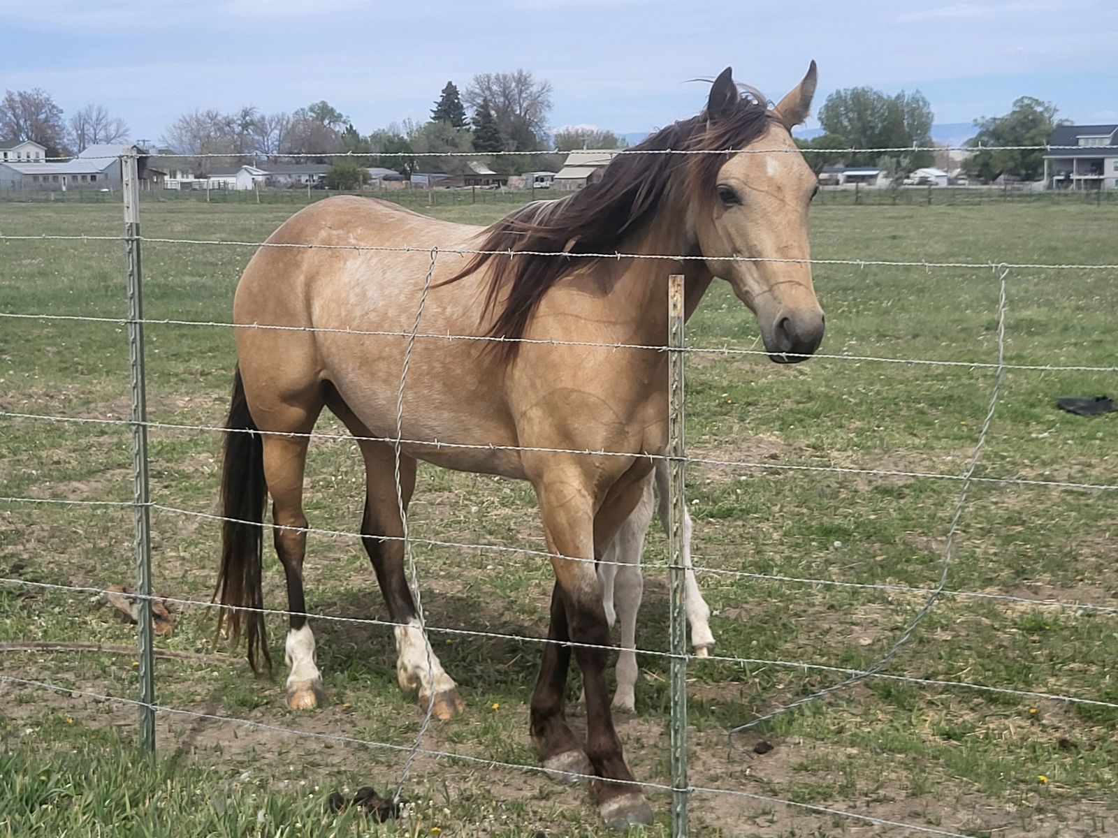Rocky mountain mare