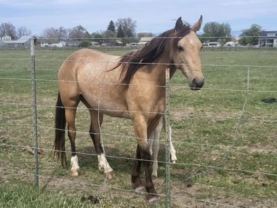 Rocky mountain mare