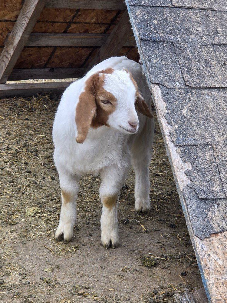 Possible 4H project goat