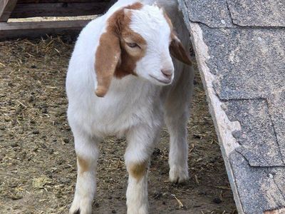 Possible 4H project goat