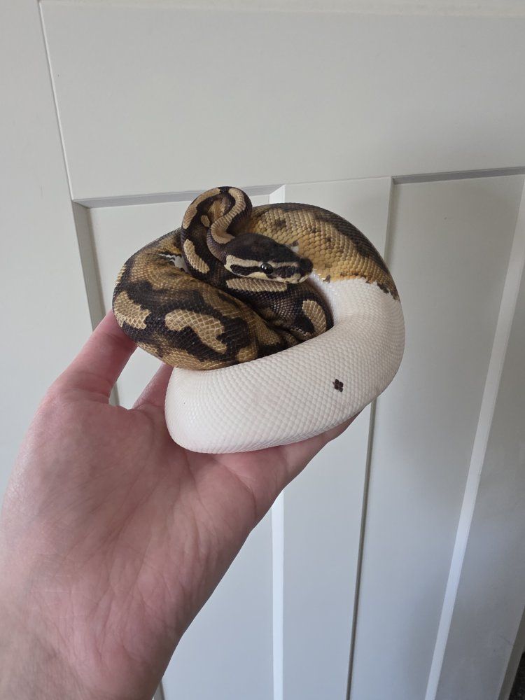 Pied Ball Python w/ ExoTerra and All Supplies