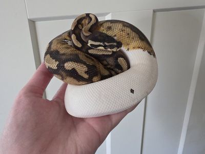 Pied Ball Python w/ ExoTerra and All Supplies