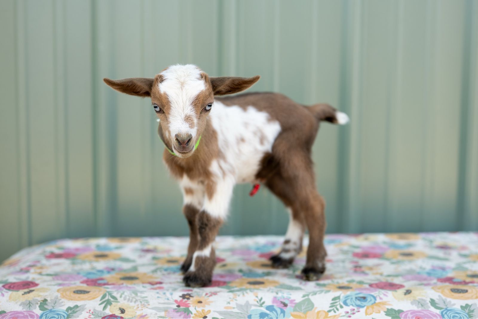 Blue eyed Nigerian Dwarf buckling