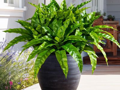 4 Pcs Artificial Greenery Stems Fake Bird Nest Fern Faux Branches Artificial Plants Realistic Fake Dracaena Realistic Plants for